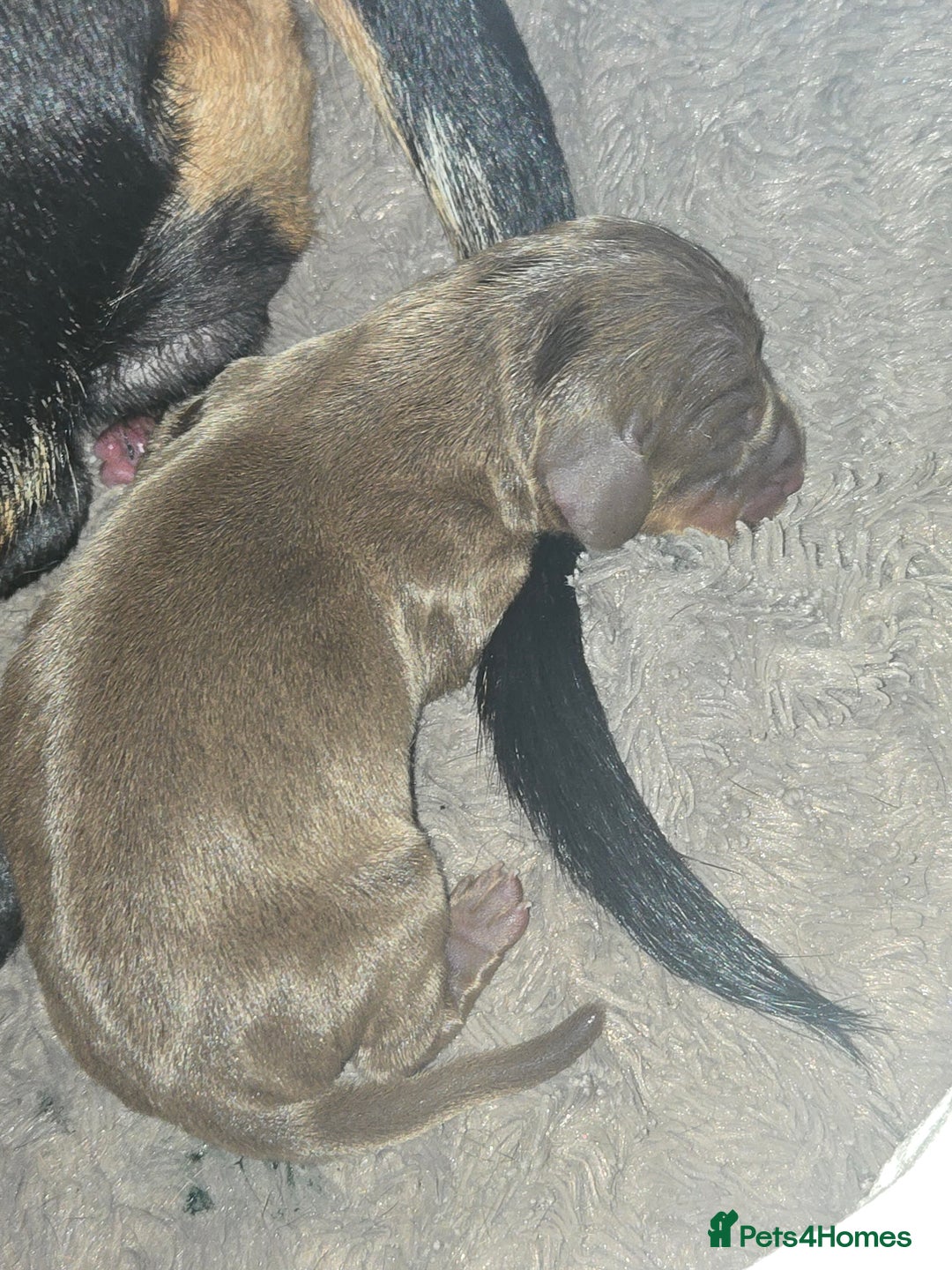 Miniature Dachshund dogs for sale: Miniature dacshund pups for sale - Image 2