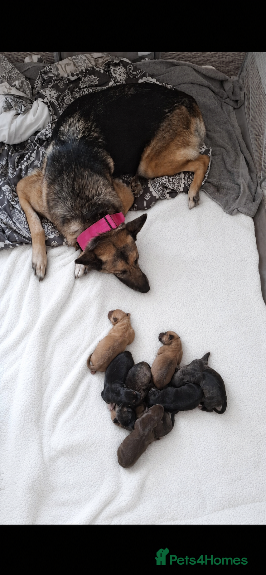 Mixed Breed dogs Shepsky × Staffy Puppies - Ready for Forever Homes - Advert 3