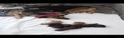 Mixed Breed dogs for sale: Shepsky × Staffy Puppies - Ready for Forever Homes - Advert 1