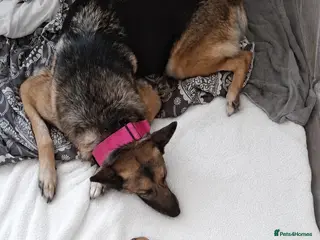 Mixed Breed dogs Shepsky × Staffy Puppies - Ready for Forever Homes - Advert 1