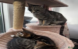 Mixed Breed cats for sale: Cute Scottish Straight mixed breed kittens, ready  - Image 4