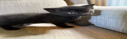 Mixed Breed cats for sale: Adorable Kittens Looking for Their Forever Homes!  - Advert 4