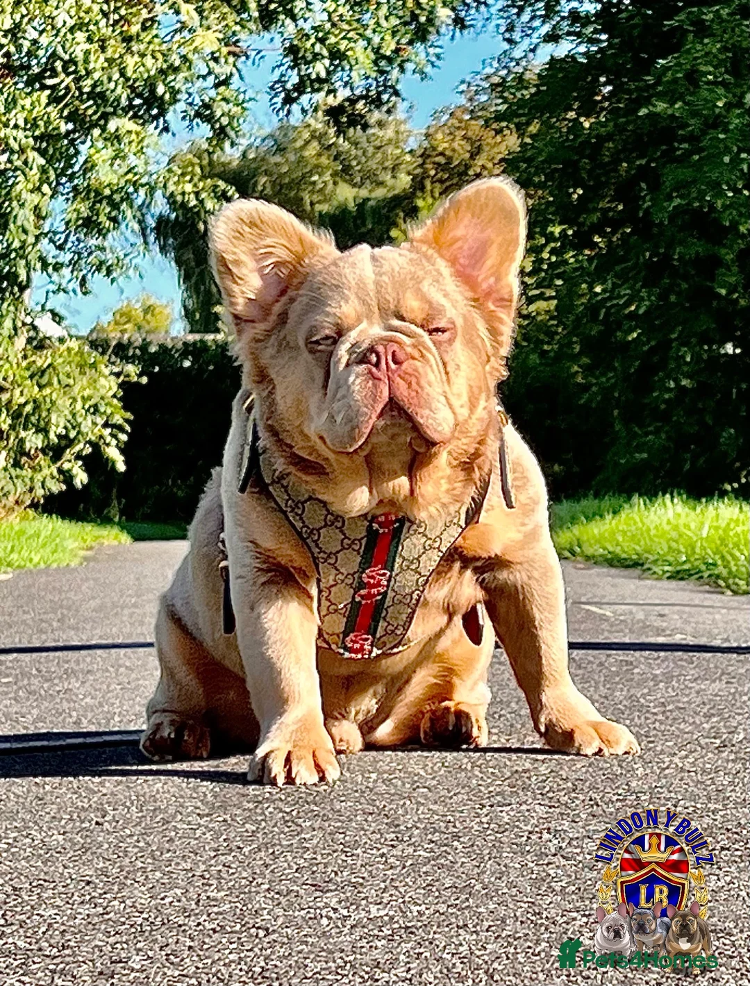 French Bulldog dogs for stud: MASKLESS NEW SHADE FULL FLUFFY CARRYING CREAM in Immingham - Advert 7