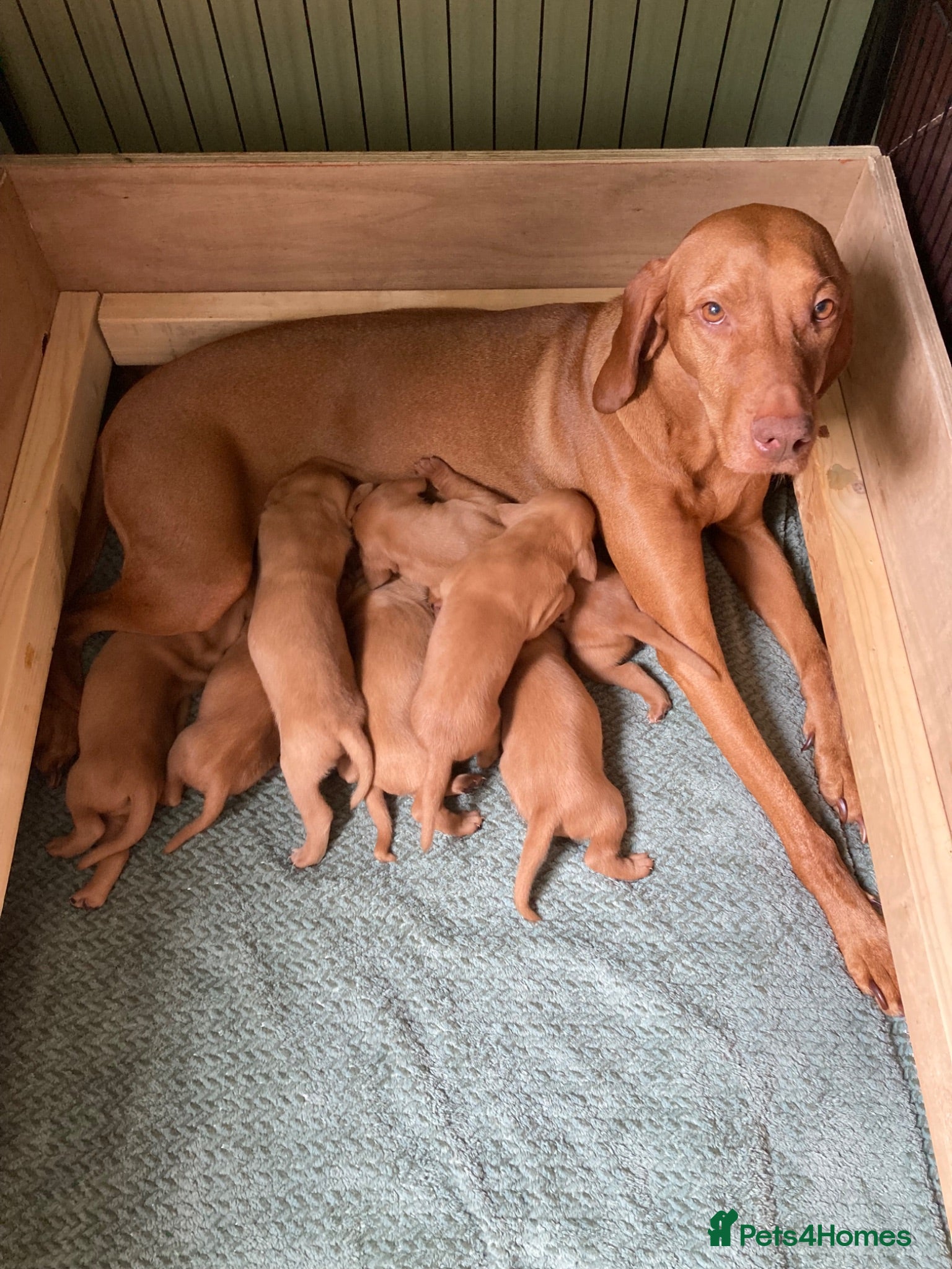 Hungarian Vizsla dogs Hungarian Vizsla Puppies - Advert 1
