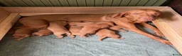 Hungarian Vizsla dogs for sale: Hungarian Vizsla Puppies in Andover - Advert 1