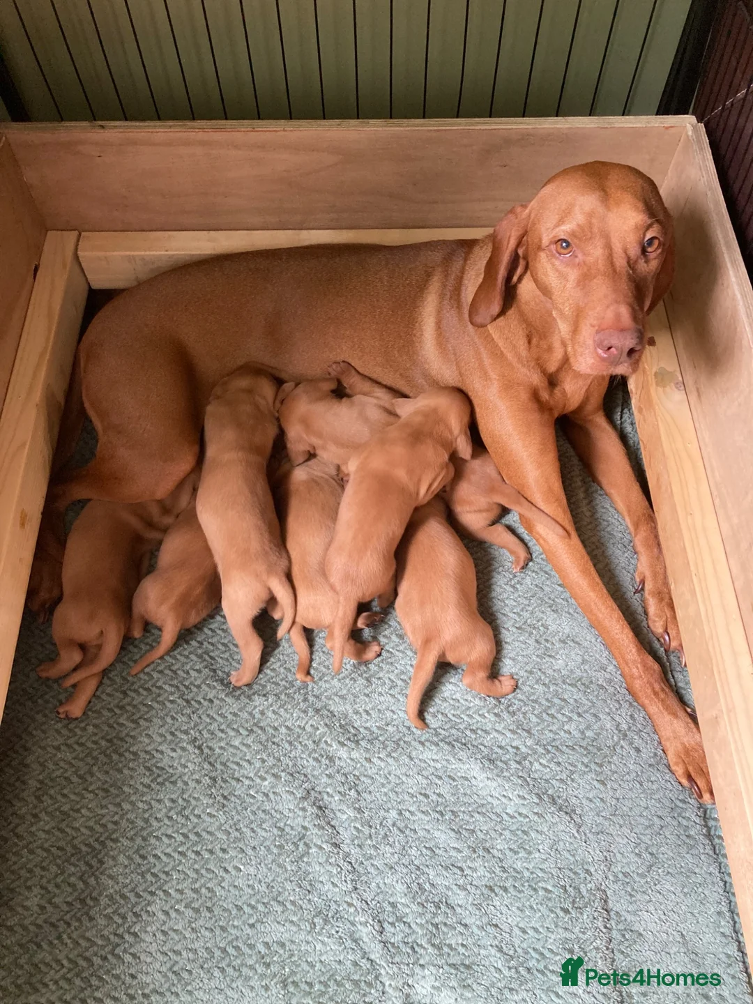 Hungarian Vizsla dogs for sale: Hungarian Vizsla Puppies in Andover - Advert 1