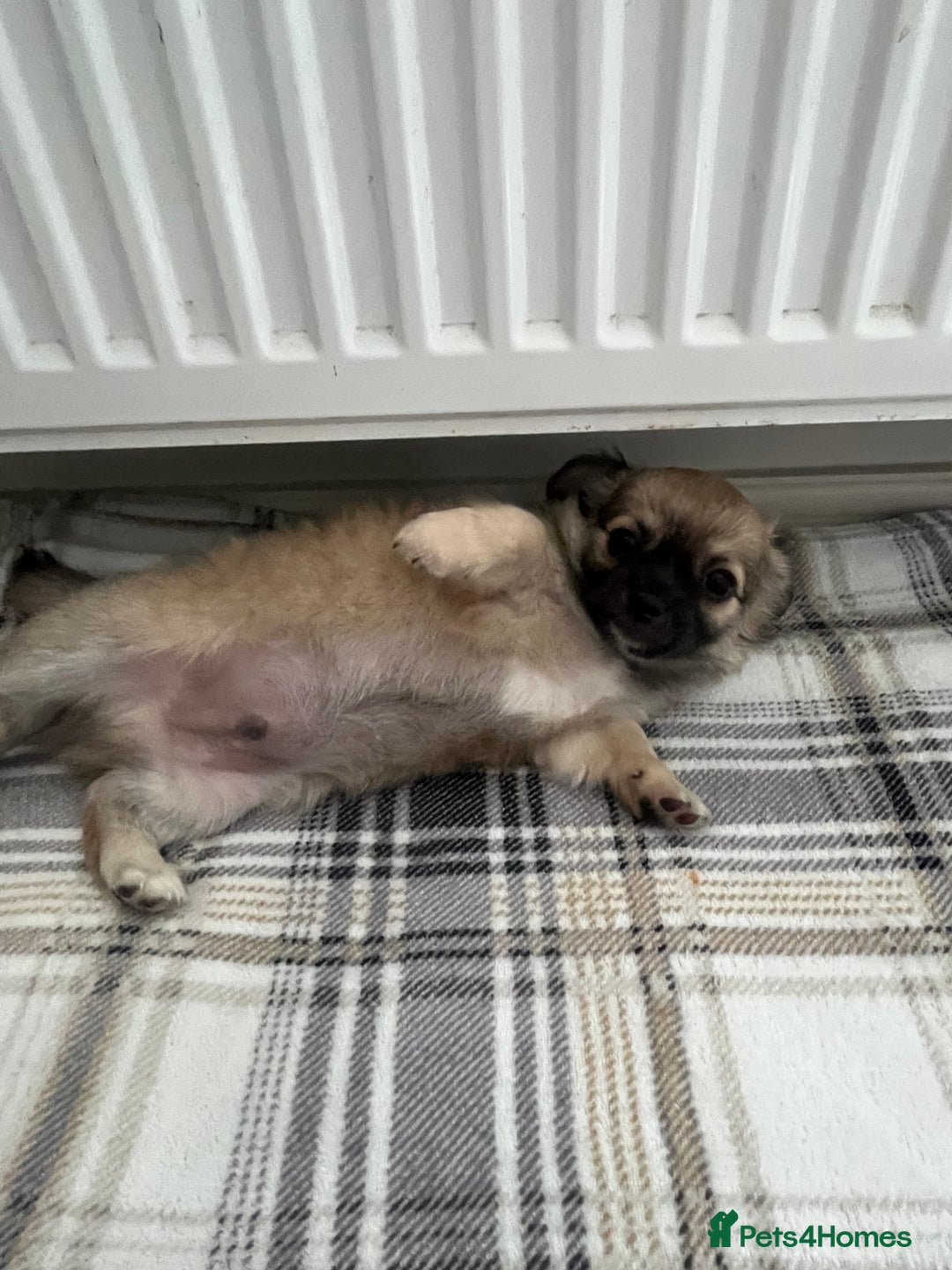Chihuahua dogs for sale: Long haired chihuahuas READY TO LEAVE NOW. - Image 14