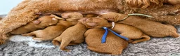 Cavapoo dogs for sale: 🧸F1 cavapoo temperament&health tested Kc parent🐻 - Advert 3