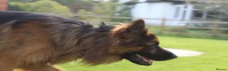German Shepherd dogs for stud: Long Haired German Shephard For Stud  - Advert 6