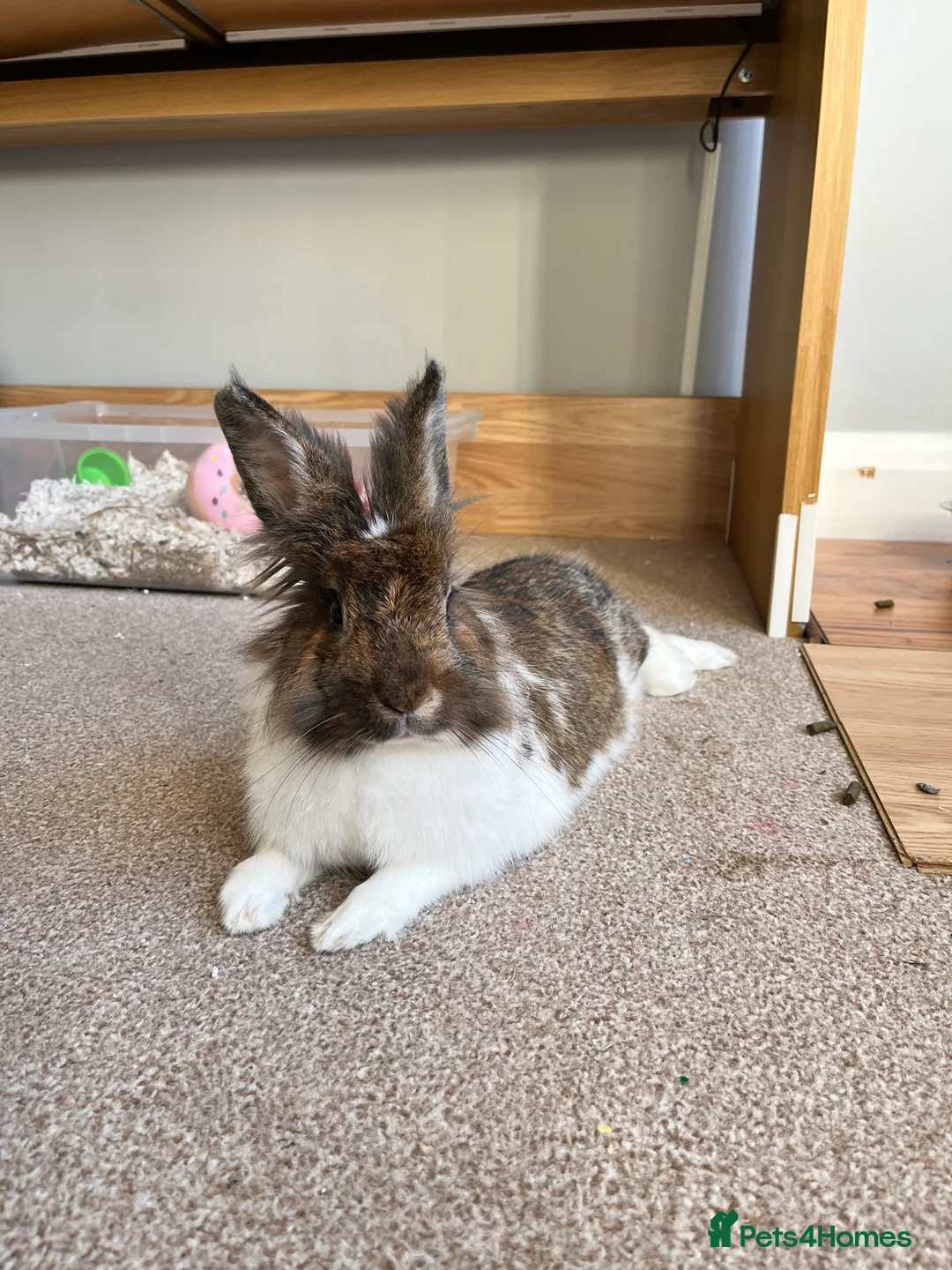 Mixed Breed rabbits for sale: Indoor Rabbit – Lovely Starter Companion - Advert 2