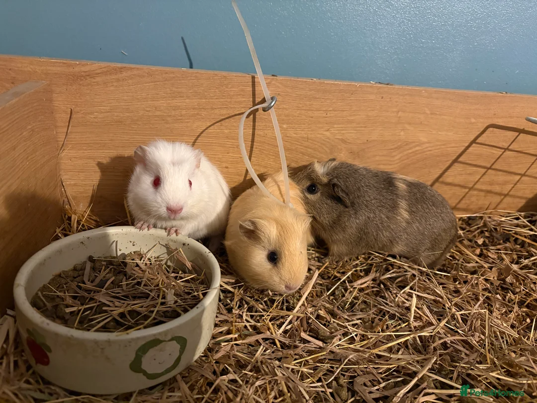 Guinea Pig rodents for sale: Male guinea pigs  in Wimborne - Advert 1