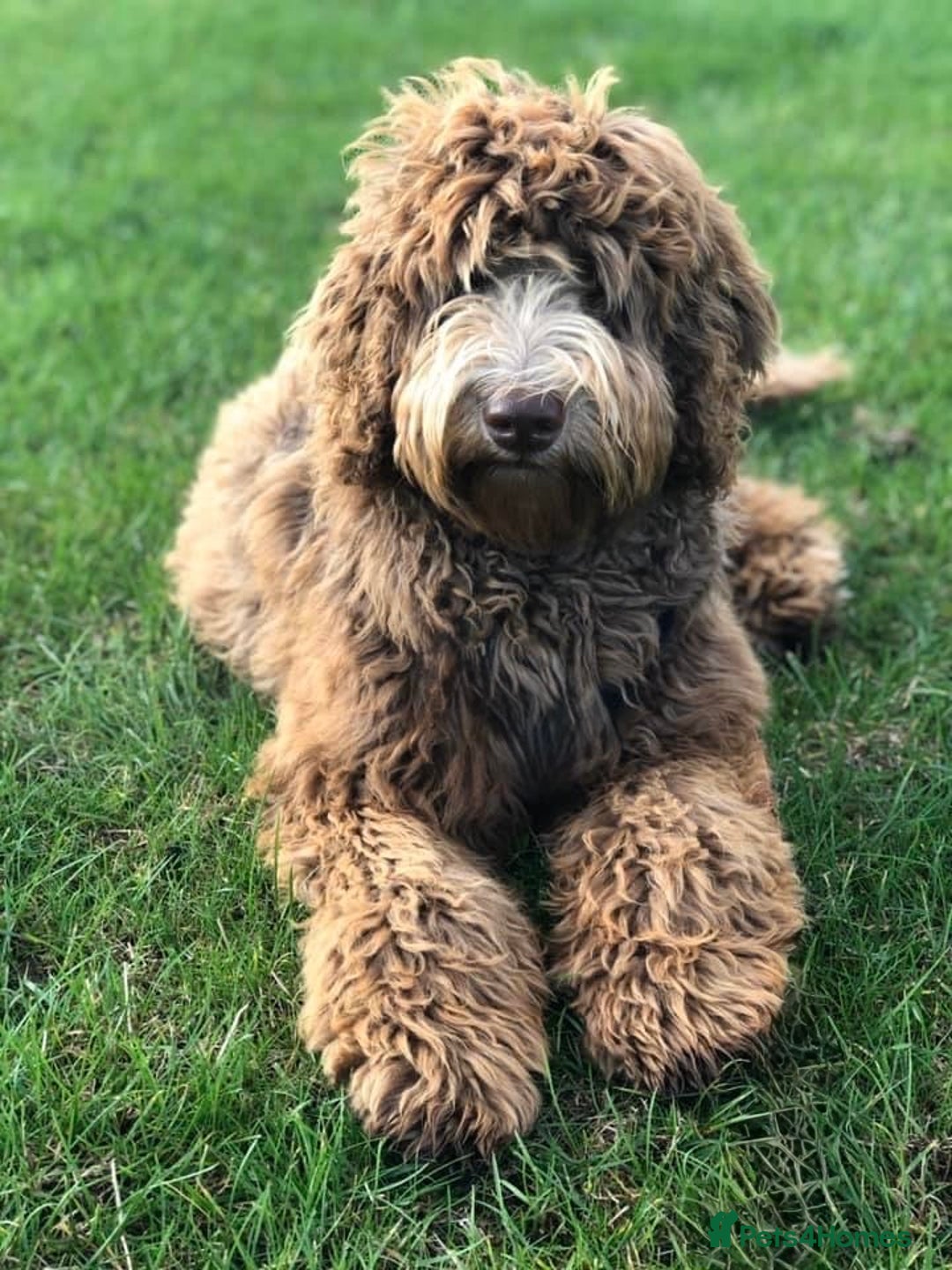 Labradoodle dogs for sale: F4 Standard Labradoodles (Fully Health Tested) - Image 4