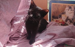 Mixed Breed cats for sale: Beautiful kittens for sale - Image 2