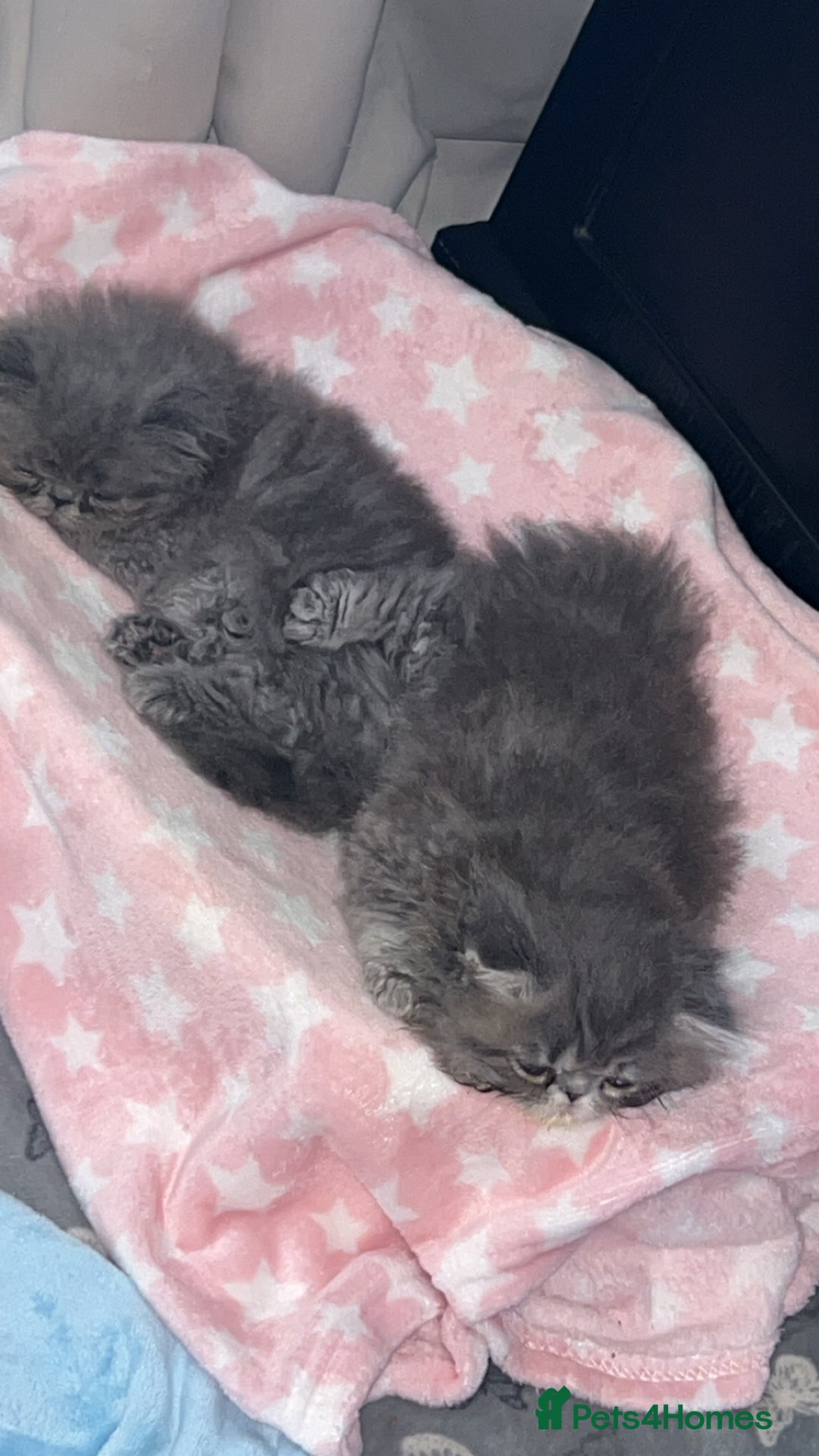 Persian cats for sale: Blue Persian  in Chesterfield - Image 20