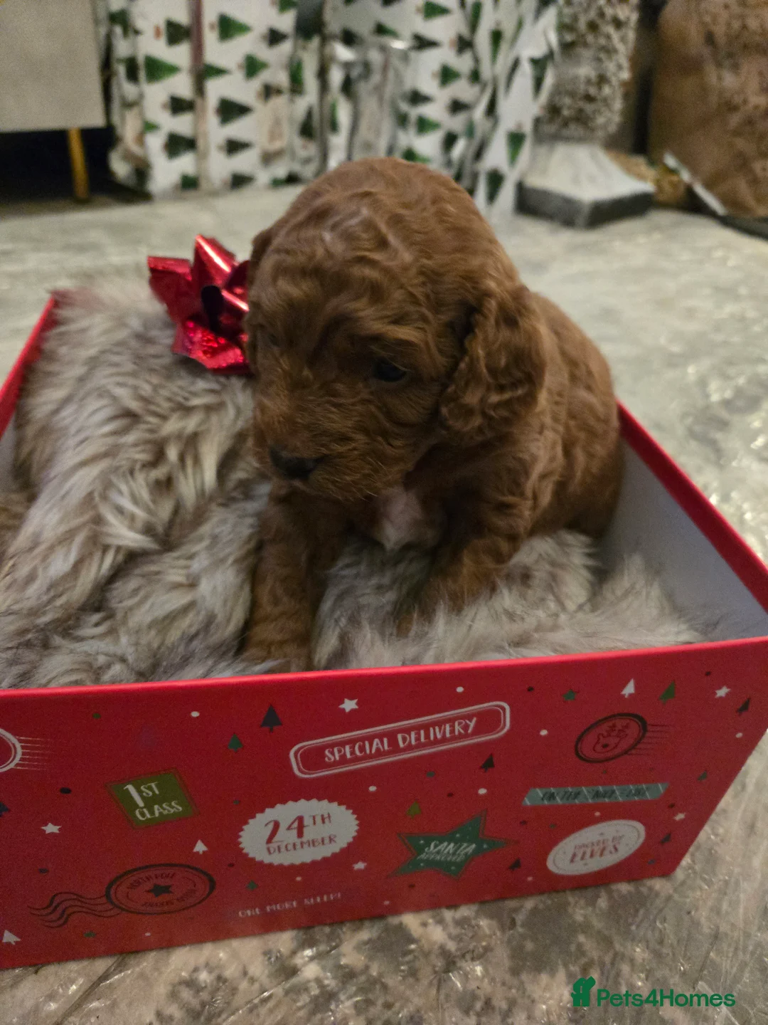 Cockapoo dogs for sale: Rebecca sheldrick  - Advert 2