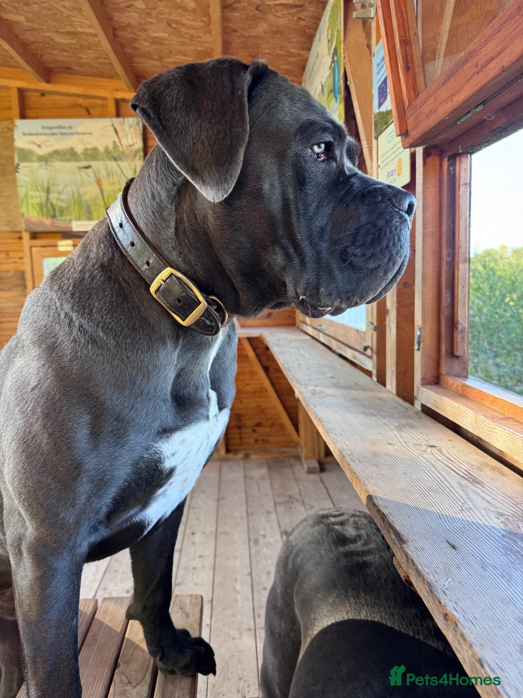 Cane Corso dogs for sale: 💙Cane Corso Boy Seeking Experienced,Loving Home💙 - Advert 9