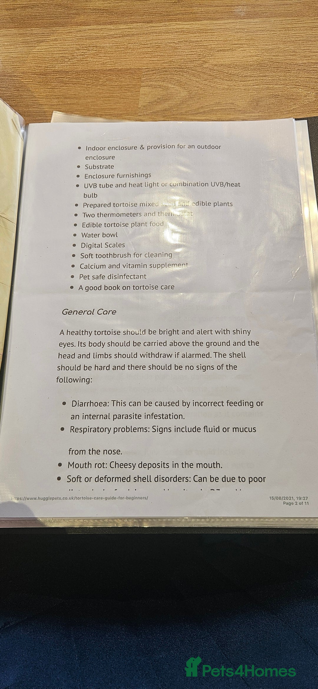 Tortoise reptiles for sale: 4YO (f) hermann & 3YO (f) spur tighed tortoise  - Image 13