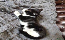 Mixed Breed cats for sale: playful lovely kittens grey torti black girls boys - Image 7