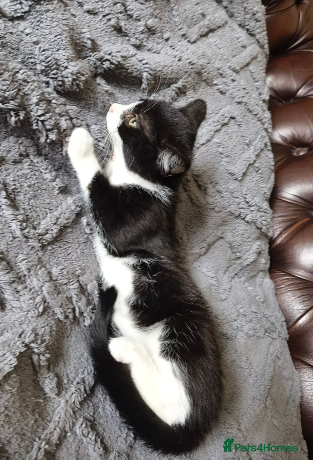 Mixed Breed cats for sale: playful lovely kittens grey torti black girls boys - Image 7