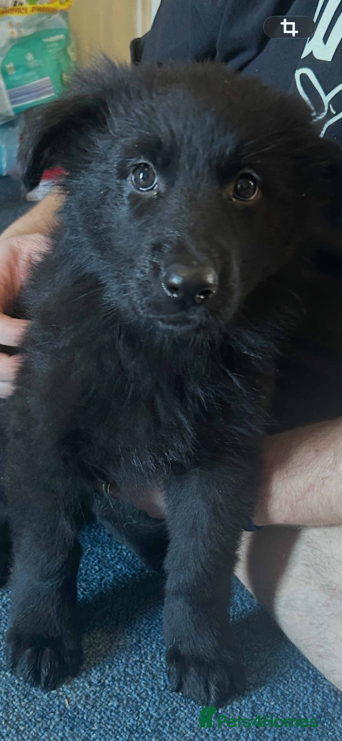 German Shepherd dogs Beautiful German shepherd puppies for sale - Advert 16