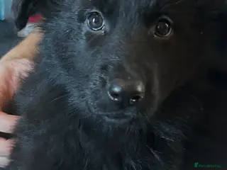 German Shepherd dogs Beautiful German shepherd puppies for sale - Advert 16