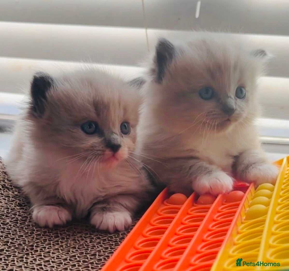 Ragdoll cats Last boy now reduced  - Advert 1