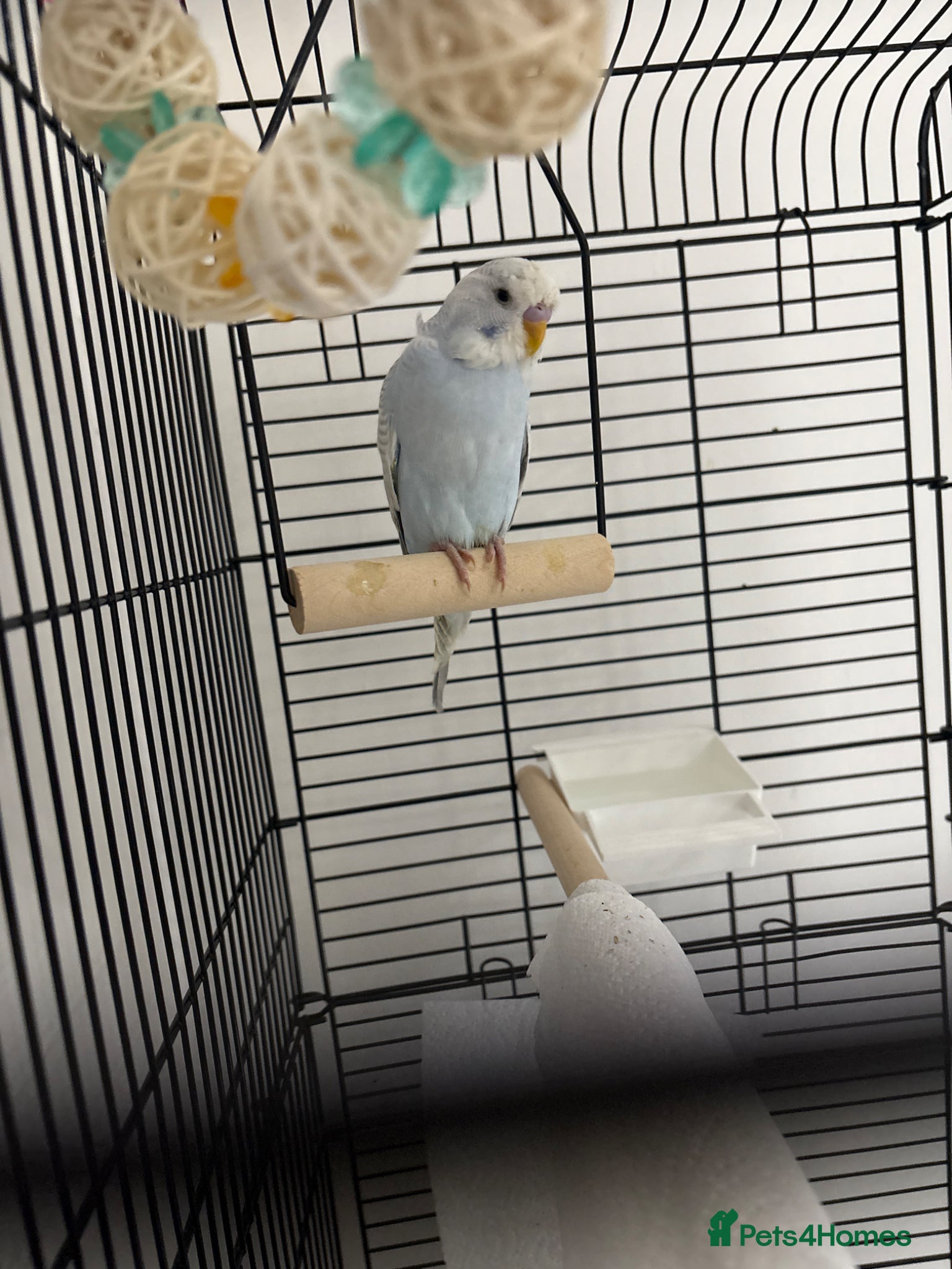 Budgerigars birds 6 week budgie for sale, hand fed  - Advert 1