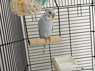 Budgerigars birds 6 week budgie for sale, hand fed - Advert 3