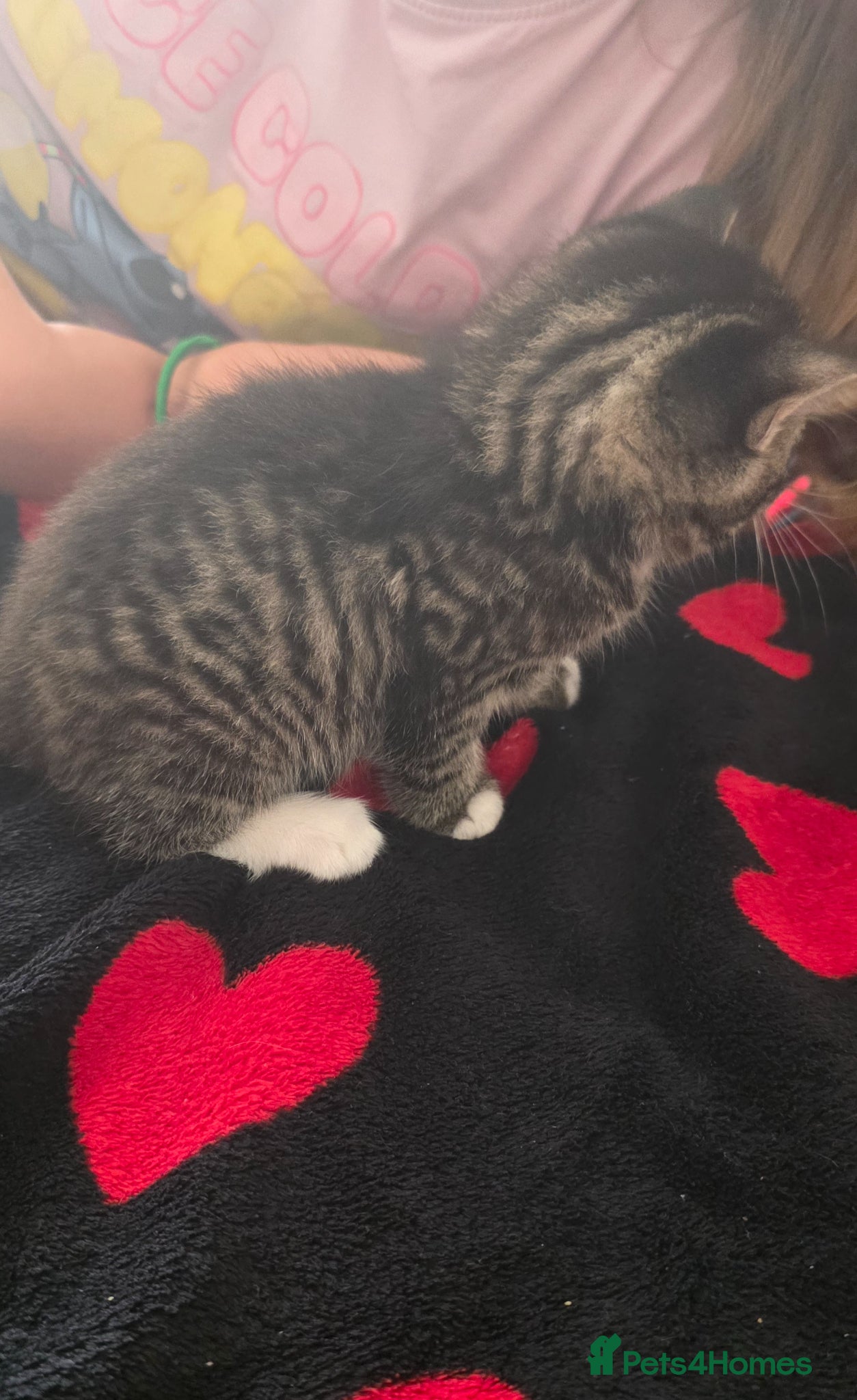 Mixed Breed cats for sale: Kitty  - Advert 5