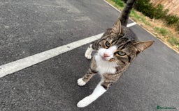Mixed Breed cats for sale: Beautiful male cat - Image 1