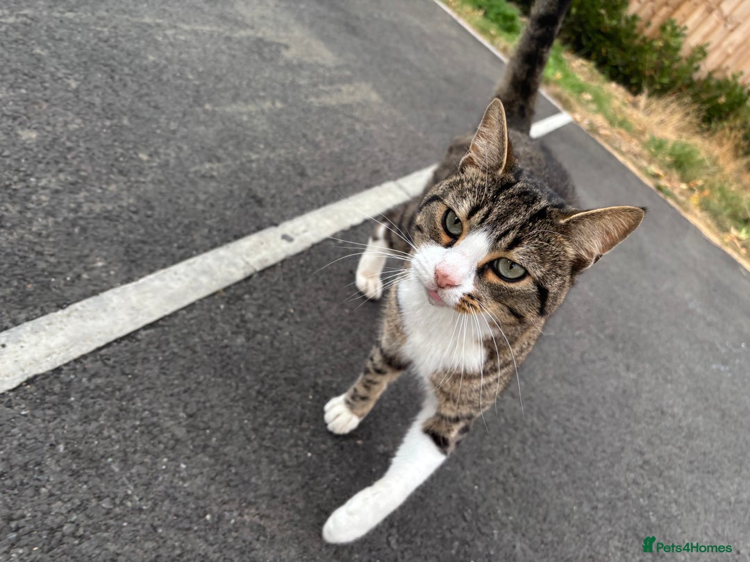 Mixed Breed cats for sale: Beautiful male cat - Image 1