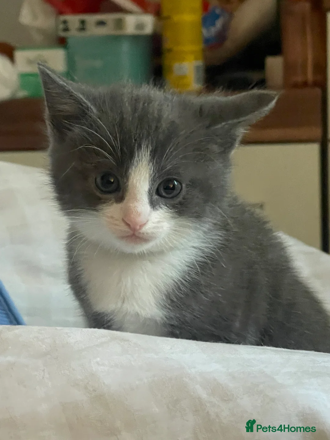 Ragdoll cats for sale: 2 ragdoll cross kittens  in Haddington - Advert 17