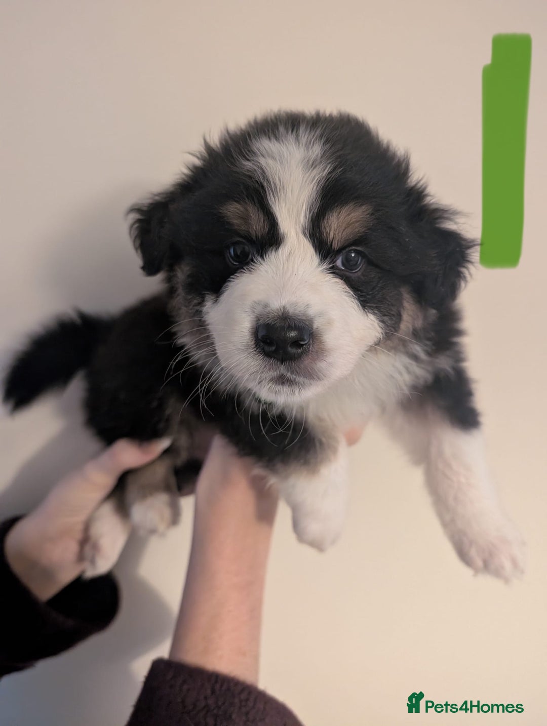 Australian Shepherd dogs for sale: KC registered Australian shepherd puppies  - Advert 8