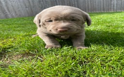 Labrador Retriever dogs for sale: Stunning kc silver Labradors  - Image 10