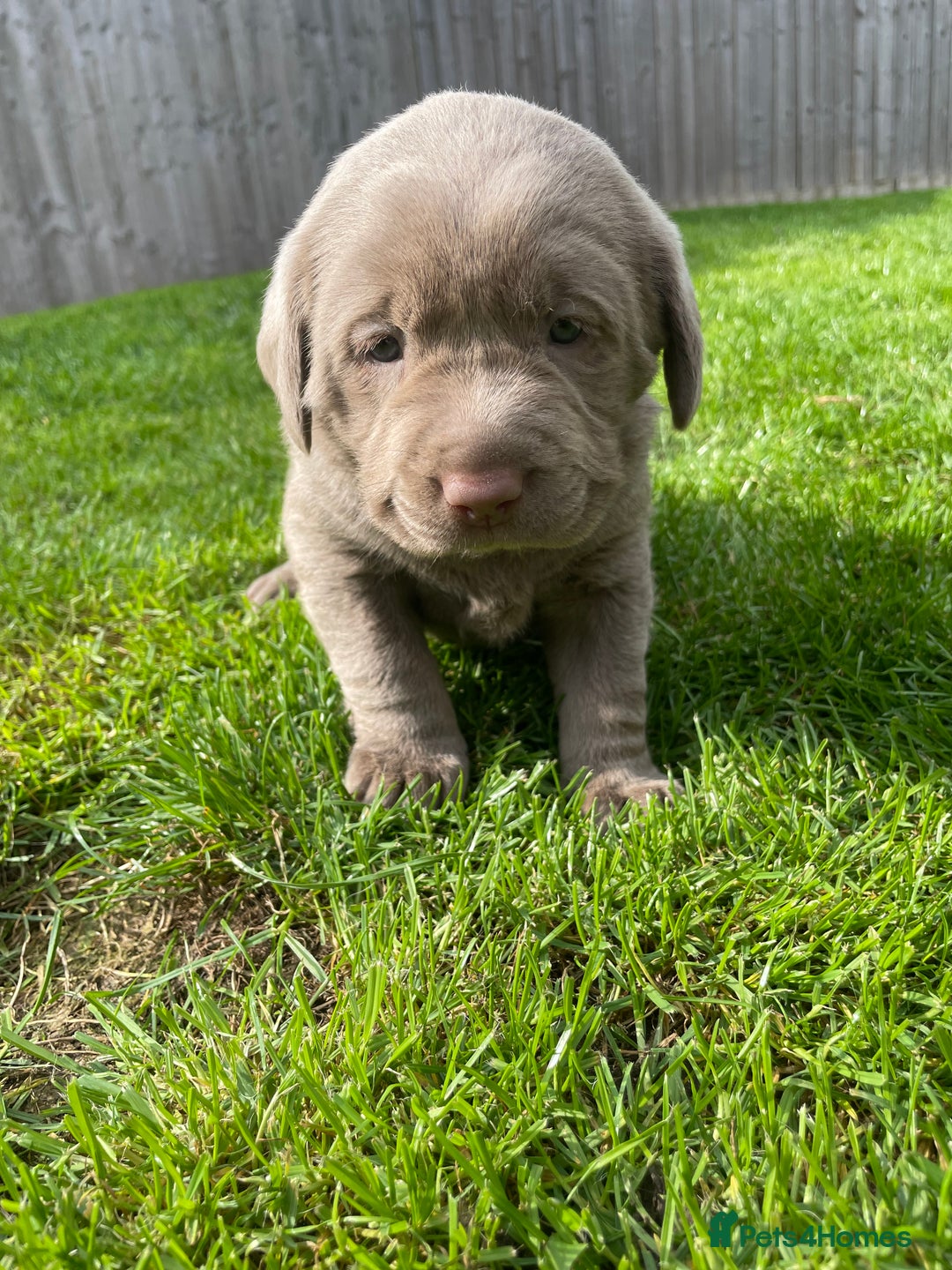 Labrador Retriever dogs for sale: Stunning kc silver Labradors  - Image 10