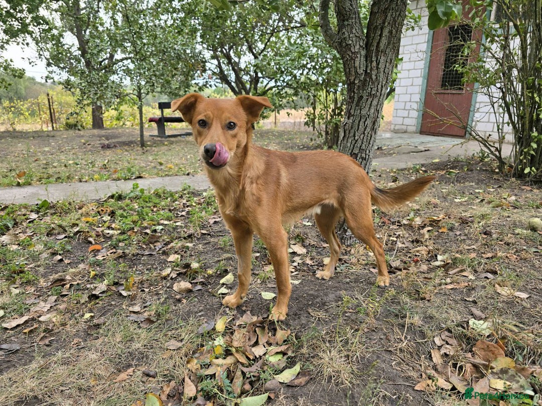 Mixed Breed dogs for adoption: 💙🐶 ARCHIE AND ARNY🐶💙 - Image 14