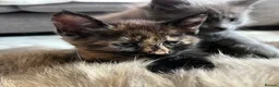 Maine Coon cats for sale: 5 Beautiful half Maine coon kittens  in Aldershot - Advert 13