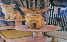 Abyssinian cats for sale: Abisinian kittens  - Image 15