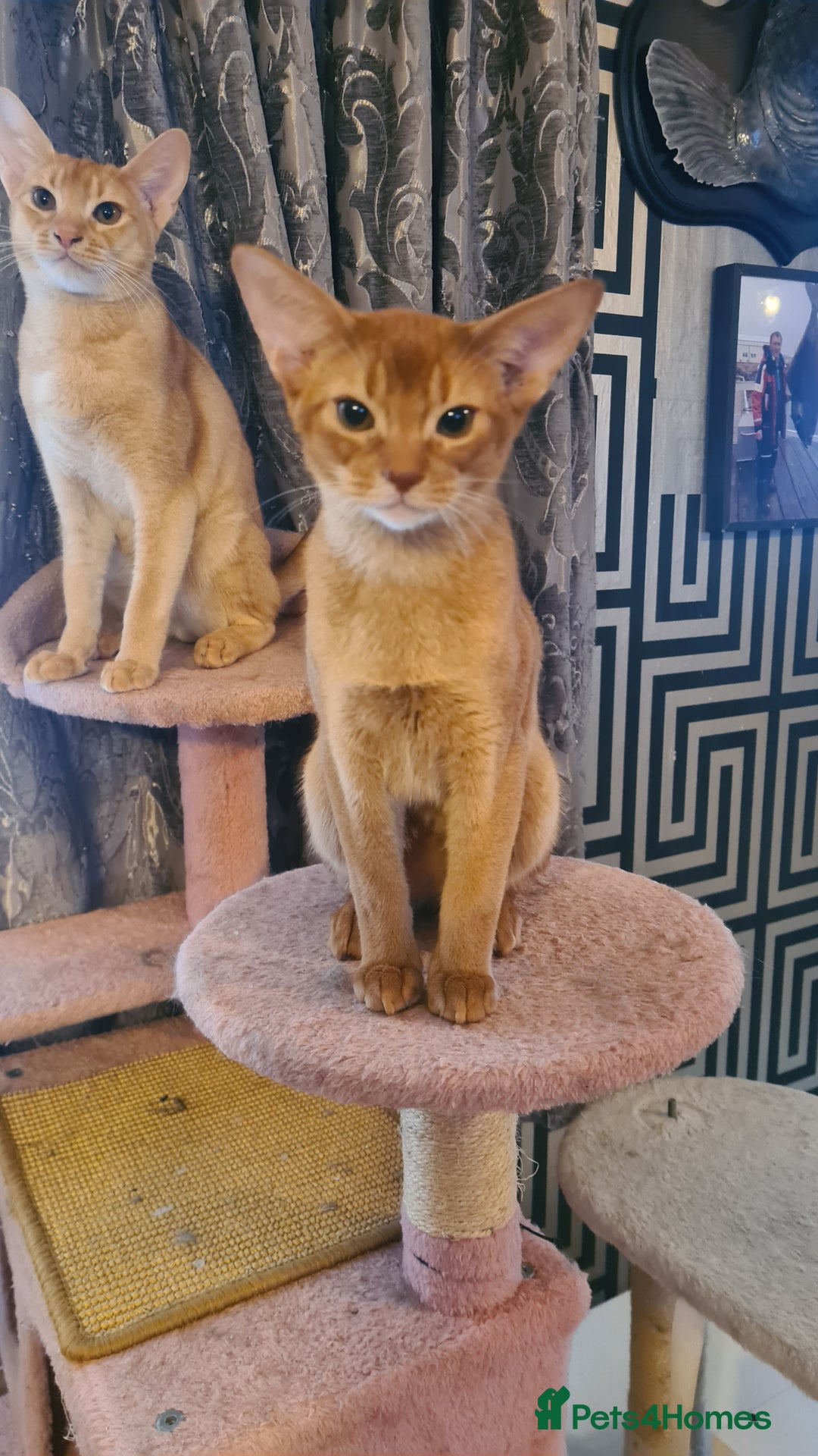 Abyssinian cats for sale: Abisinian kittens  - Image 15