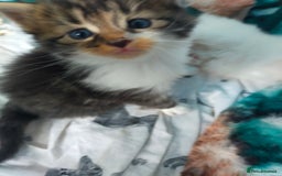 Mixed Breed cats for sale: Four lovely fluffy kittens  - Image 30