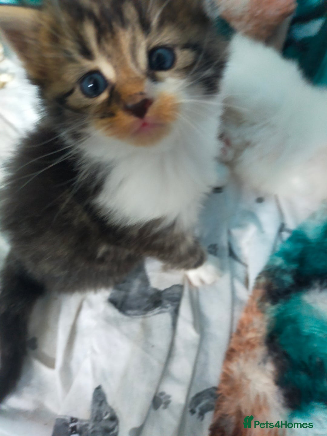 Mixed Breed cats for sale: Four lovely fluffy kittens  - Image 30