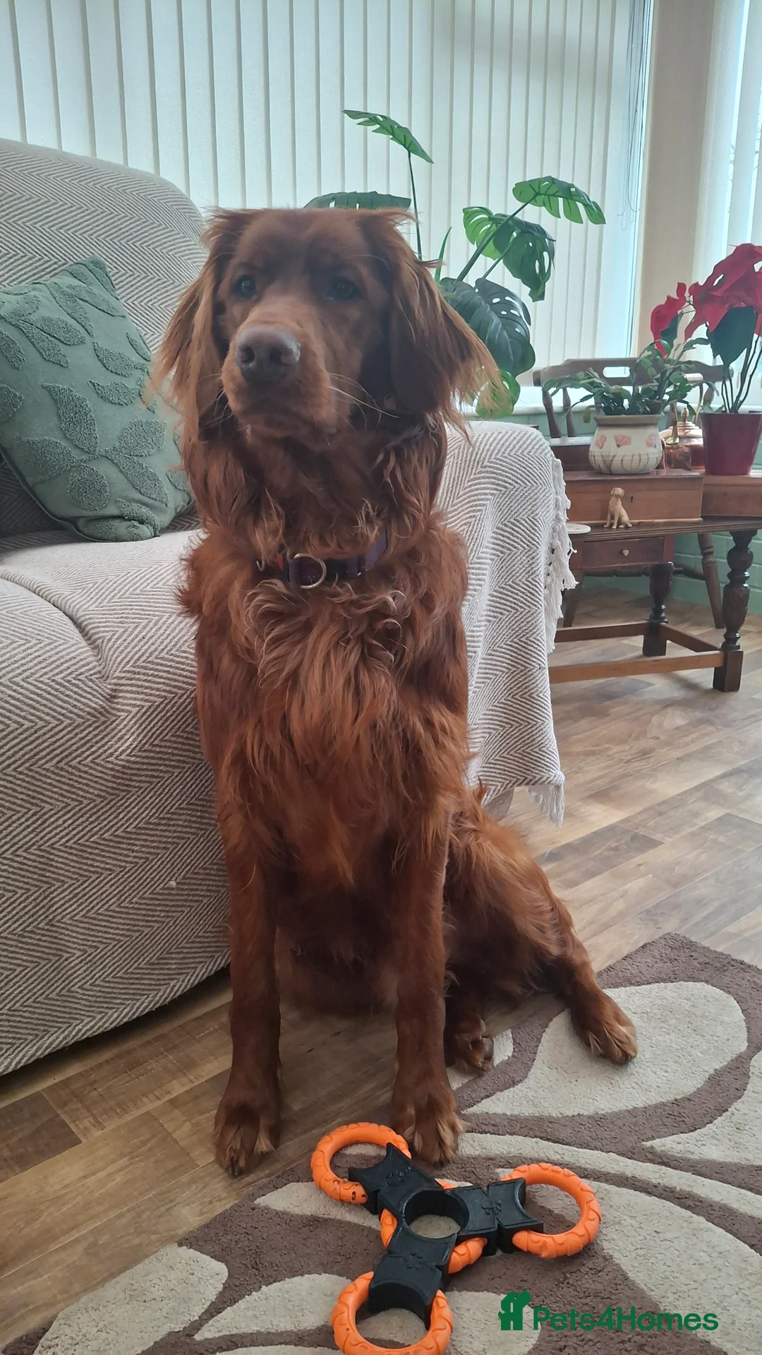 Mixed Breed dogs for sale: Irish Setter For sale - Advert 6