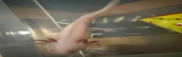 Axolotl reptiles for sale: Male axolotl  - Advert 4