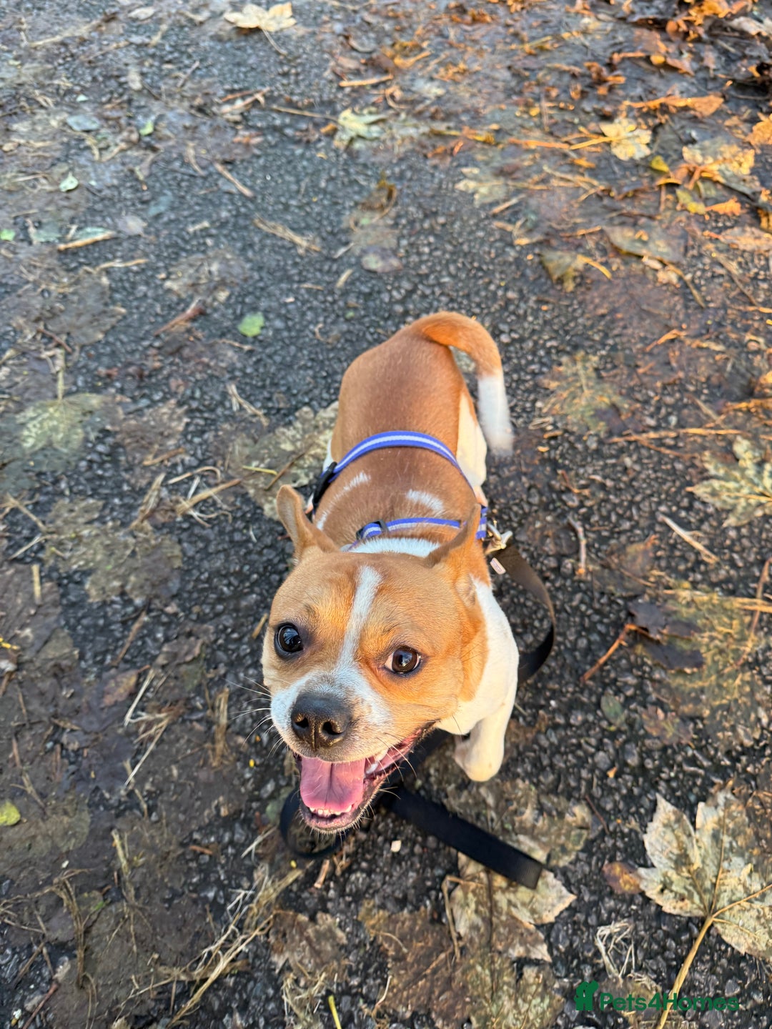 Mixed Breed dogs for sale: French bulldog X Patterdale terrier   - Image 3