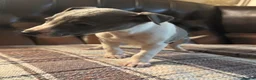 Whippet dogs for sale: 🐾 Exceptional KC Registered Whippet Puppies - Advert 24