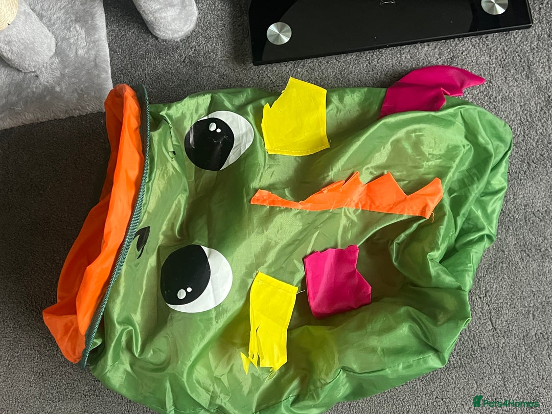 British Shorthair cats for sale: 11 Week Old Male Kitten Black & White Shorthair - Advert 26