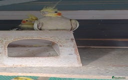 Cockatiels birds for sale: 3 cocketiels for sale - Image 5