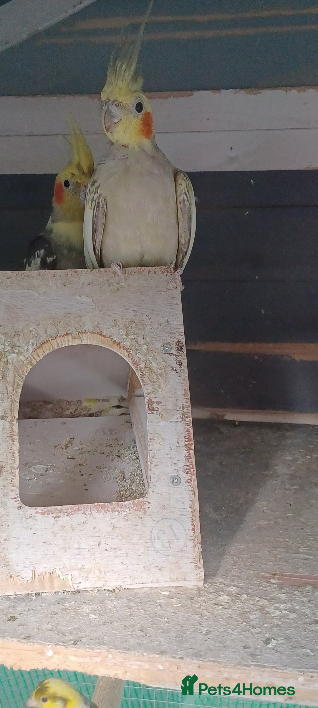 Cockatiels birds for sale: 3 cocketiels for sale - Image 5