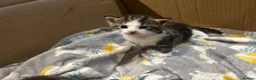 Domestic Shorthair cats for sale: Kittens for sale  - Advert 8