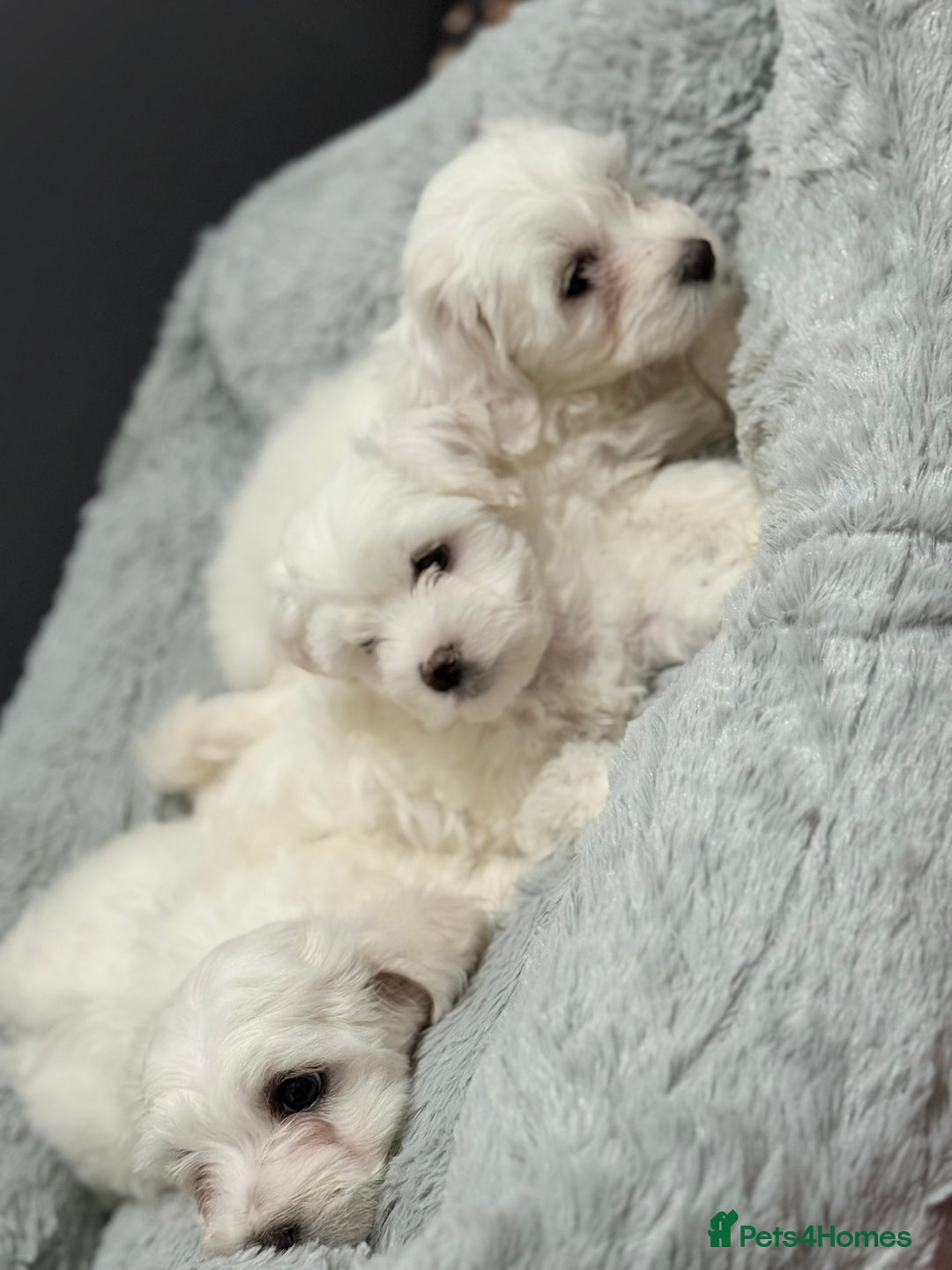 Maltese dogs for sale: Maltese puppy’s  - Image 4